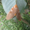 芭蕉庵には梨も熟れ