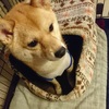 あったかベッド、だよ