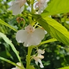 Impatiens balsamina