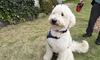 大きなワンコちゃん