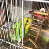 鳥飼いによるiPhone活用策その二-GIFアニメ-