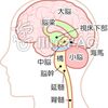 発達障がい　療育②　脳の基本構造　～ 堺市 放課後等デイサービス   みらいキッズ塾