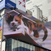 新宿東口の猫