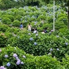 またもや 蜻蛉池公園へ