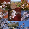 十月桜「奥卯辰山県民公園」（おまけ編）