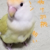 コザクラインコに癒されています(≧▽≦)