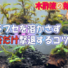 効果的な木酢液の使用法！大切なブセを溶かさず黒髭苔を撃退するコツ
