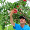 2022年夏 Benoitの特選食材≪桃≫ 「岐阜県の亀山果樹園さん」のご紹介です。