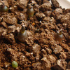 亀甲牡丹の実生④：発芽から8ヶ月