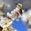 習志野　梅林園　その三十三