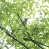 センダイムシクイ・ムシクイ・チョウゲンボウ２羽・エナガ(大阪城野鳥探鳥20250712 4:40-9:55)