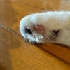 【ミッケ】もう12歳 いつのまにか老猫になってたのにゃ