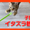 子猫のいたずらの犯行現場を観察してみました！