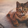 猫に首輪をつけることのメリット・デメリット