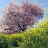 菜の花の道から見上げる