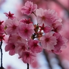 小金井公園に行ってきました　桜編