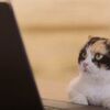 猫でも出来・・・なかったWindows10！（笑）【猫動画】