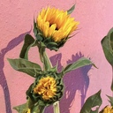 네가 좋은 걸 어쩌나