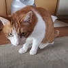 巳年じゃないけど割としつこいｗ