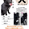 山口県山口市で迷子犬