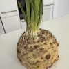 根セロリ　日本にないドイツのお野菜　
