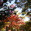 桜と紅葉を同時に見れるとは・・