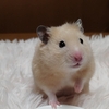 ハムスターくりちゃん　秘密のお散歩🐹