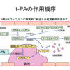 脳梗塞の血栓を溶かす薬