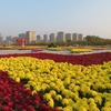 開封第４０回菊花文化祭（菊祭り）の菊畑と中国河南省開封市ロックダウン解除直後の子供達の様子