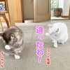 猫の手はどんな香り？