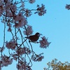 今年最後の桜