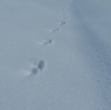 スノーシュー付けて歩くよ雪の上