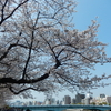 桜・短歌 ２０２６