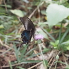 青や緑に輝くクロアゲハ！？　春型カラスアゲハの色の違いと♂♀の見分け方。