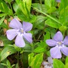 履歴稿　北海道似湾編　私の弟とカラス　６の４