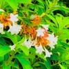 ８月７日