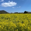 リベンジ！　菜の花を観に