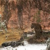上野動物園に行ったら雪だった