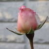 ２月のバラ「薫乃」
