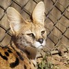 けものフレンズ 聖地巡礼 多摩動物公園なんだね