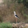 セイタカシギ(Black-winged Stilt)など