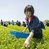 茶の産出額、鹿児島が初の首位。