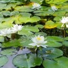 北海道大学構内の大野池の蓮の花が綺麗です＜さっぽろの風景＞