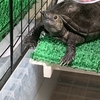 🐢カメさんのお掃除と必須アイテム