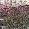 紅梅