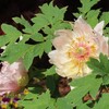 逆井 観音寺の花 牡丹・黄花モクレン・ハンカチの木