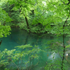 初夏の山野④沼と林