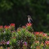 オナガミツスイ(Cape Sugarbird)など
