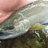 渓流釣りの釣果の公開範囲