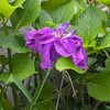 花菖蒲